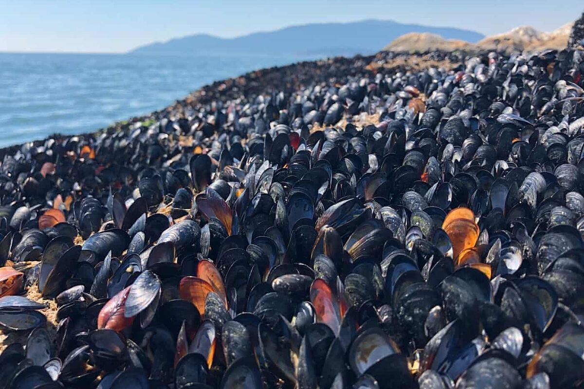 Shoreline packed with dead mussels, the result of too hot ocean water.