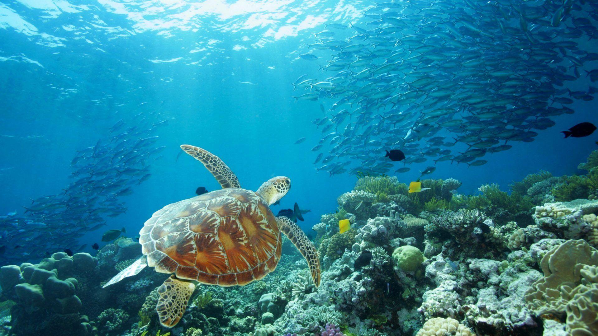 A sea turtle swims upward towards a school of fish.